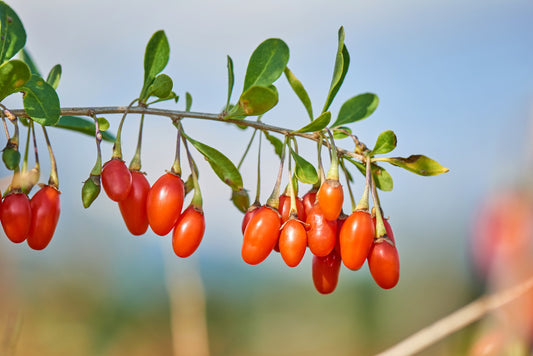 Himalayan Goji Berry Fruit Seeds for Planting – Heirloom Non-GMO Garden Seeds
