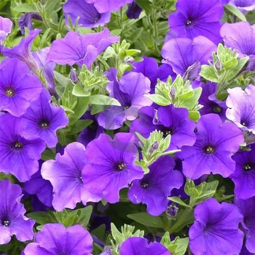Light Blue flower seeds