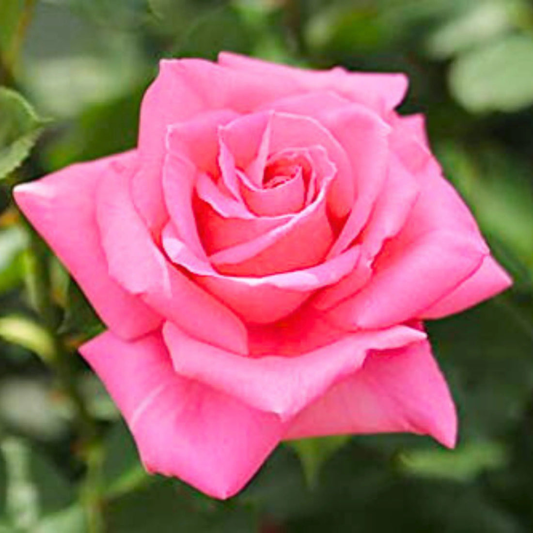 Light Pink flower seeds