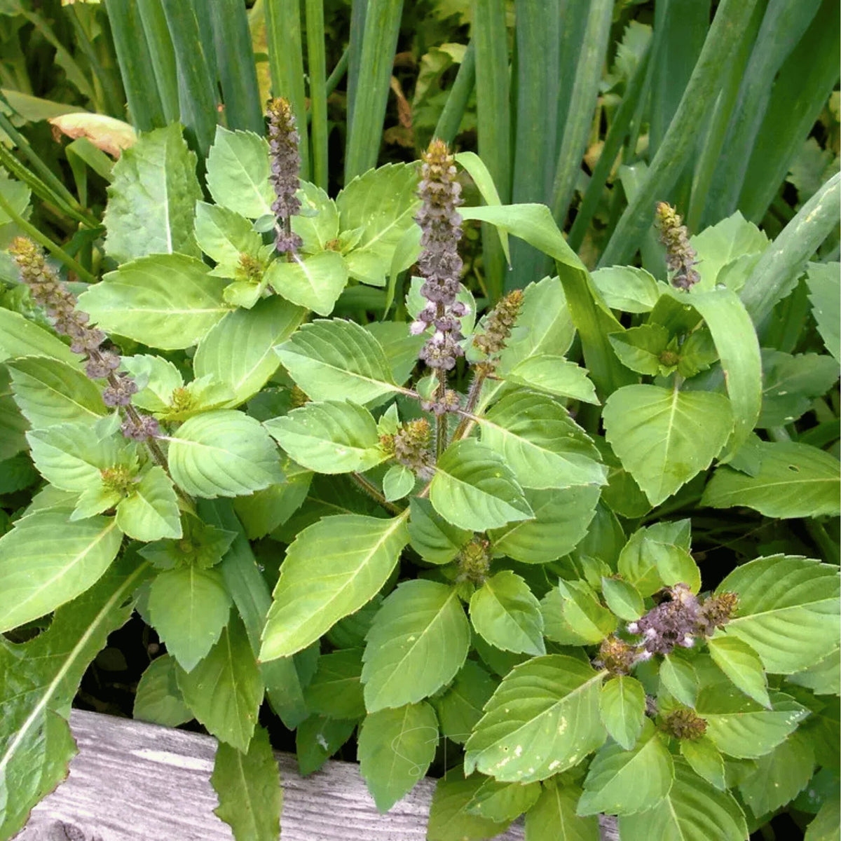 Holy Basil Plant Seeds for Planting with green foliage and flowering Tulsi plant