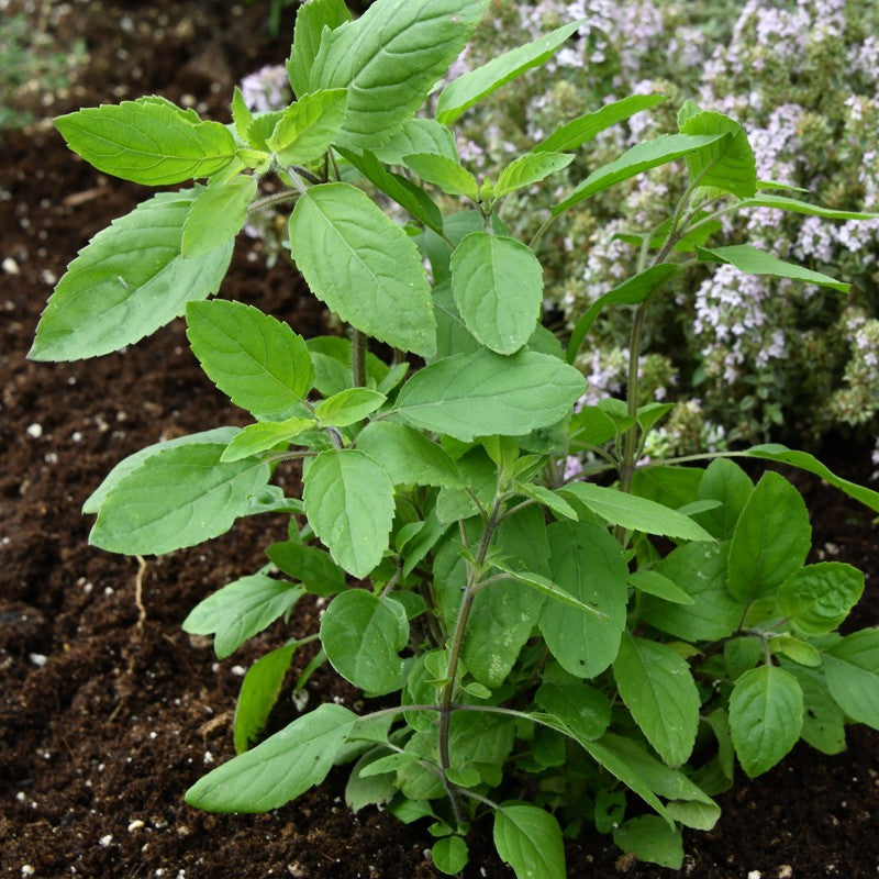Holy Basil Plant Seeds for Planting with green foliage and flowering Tulsi plant