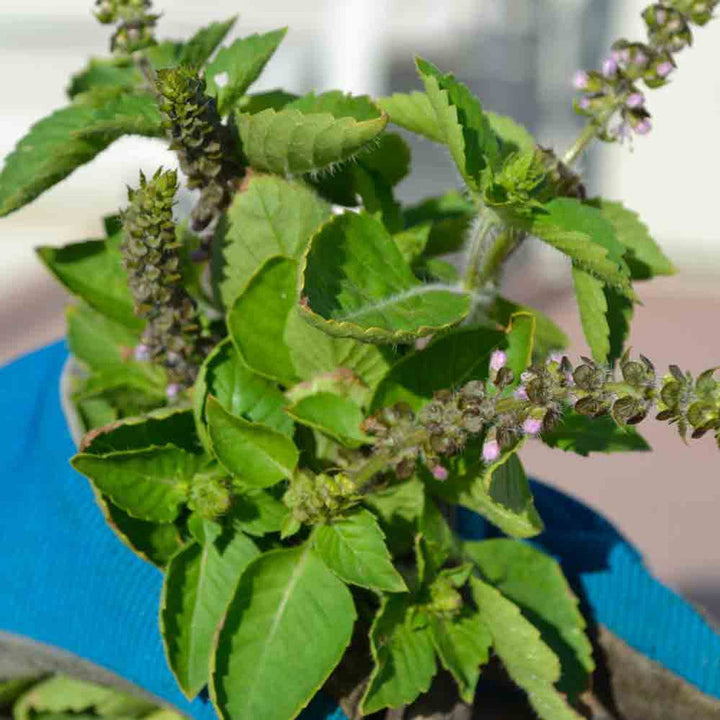 Holy Basil Plant Seeds for Planting – Heirloom Non-GMO Garden Seeds