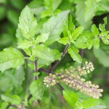 Tulsi Plant Growing in Sunny Garden Container