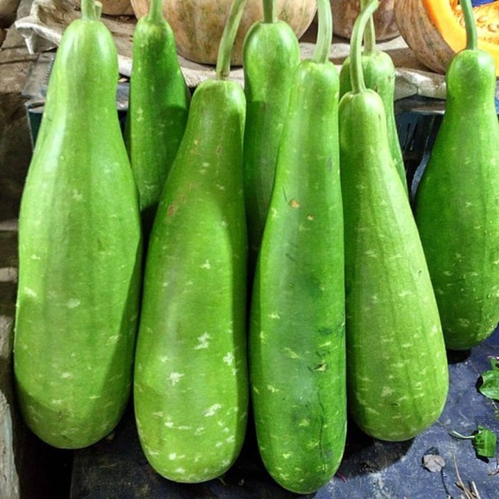 Bottle Gourd Seeds