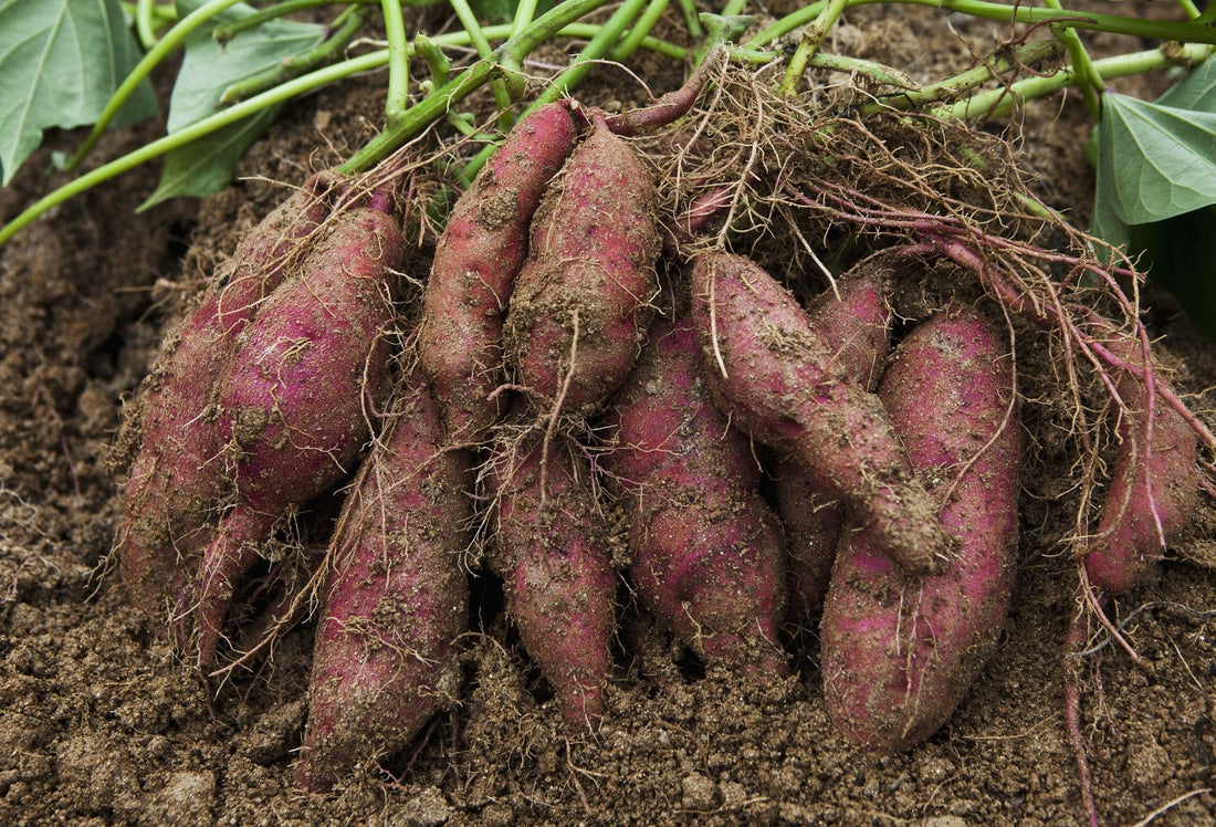 Giant Sweet Potato Seeds