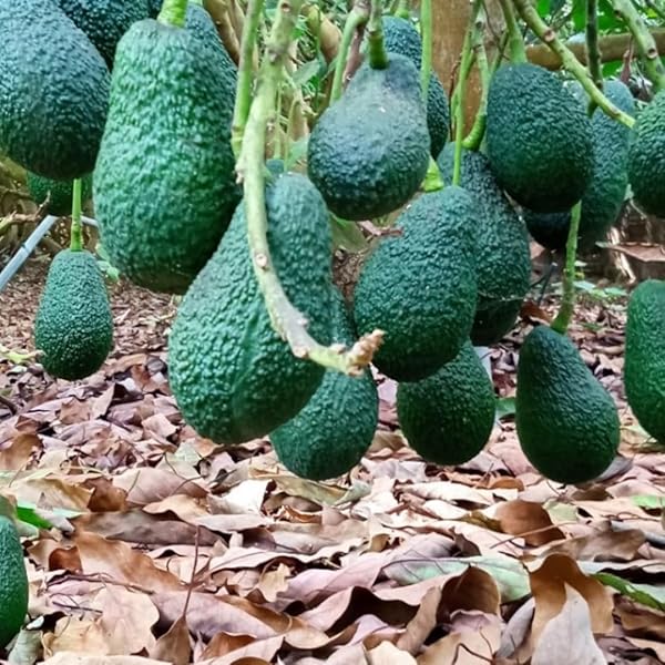 creamy avocado seeds