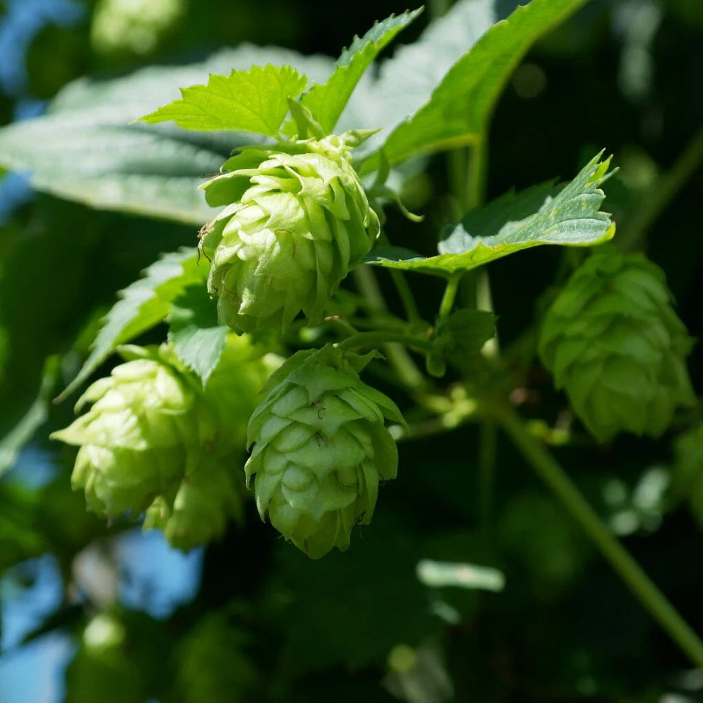 Khaki Green flower seeds