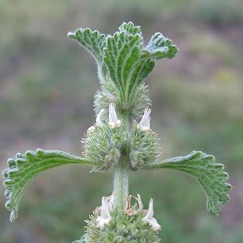 White Horehound Herb Seeds for Planting – Heirloom Non-GMO Garden Seeds