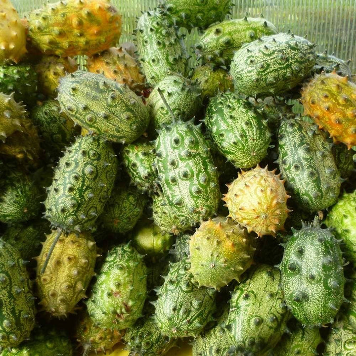 Horned Cucumber Seeds