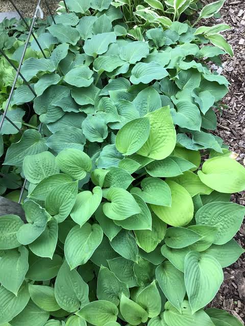 Green Hosta Flower Seeds for planting with lush foliage in a shaded garden