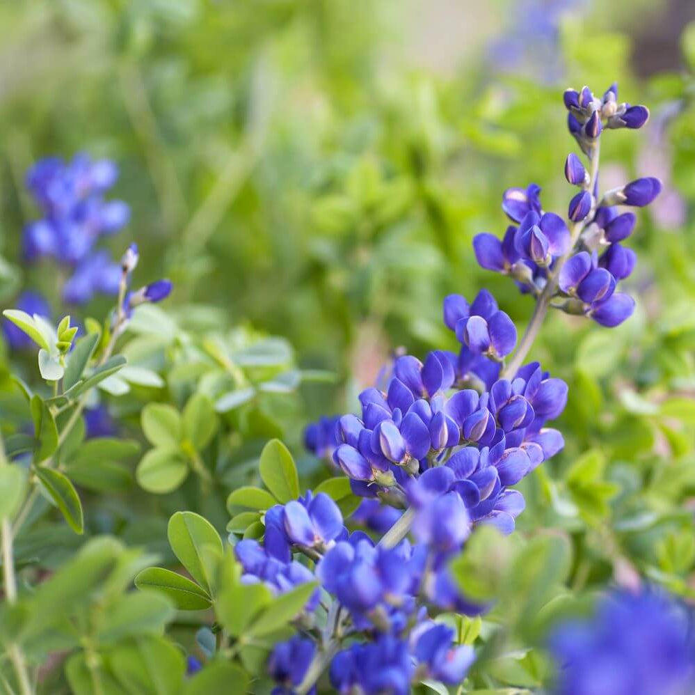 Blue False Indigo plant
