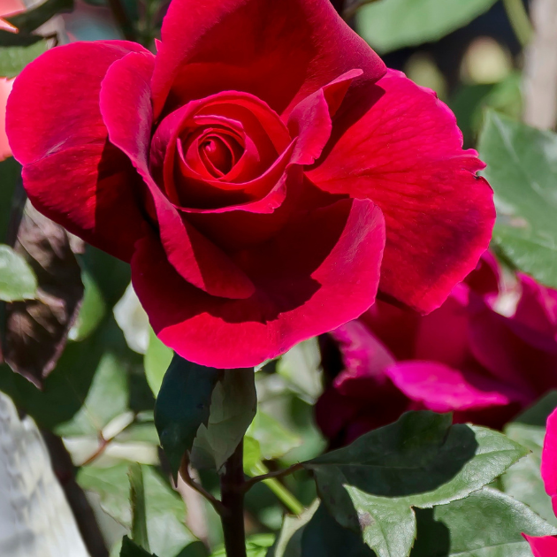 Dark Pink flower seeds