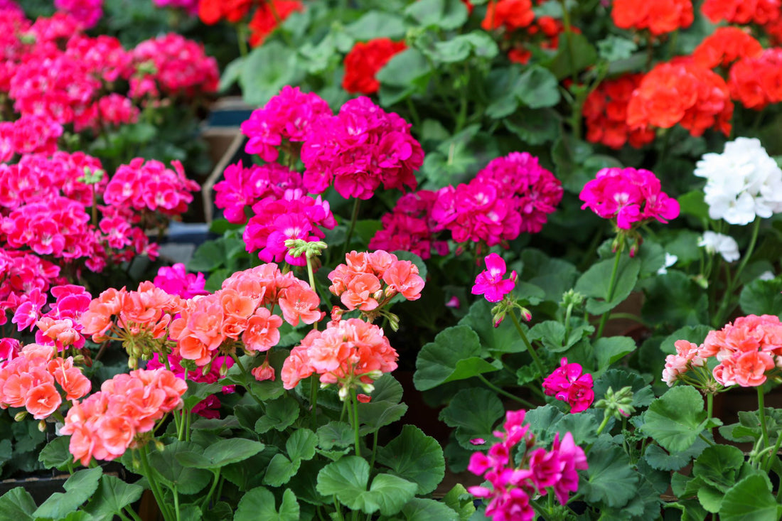 Geranium flower seeds