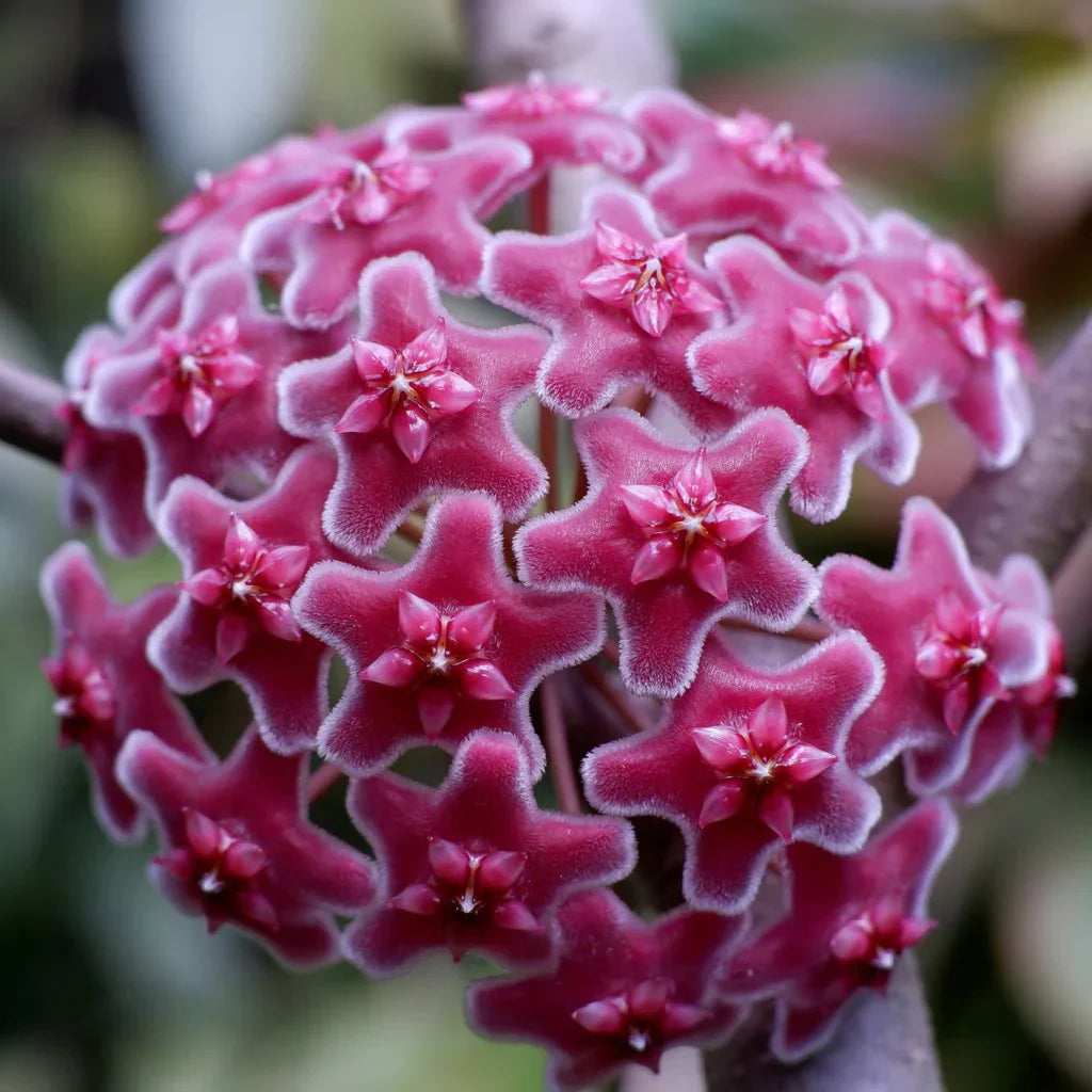 Dark Maroon flower seeds