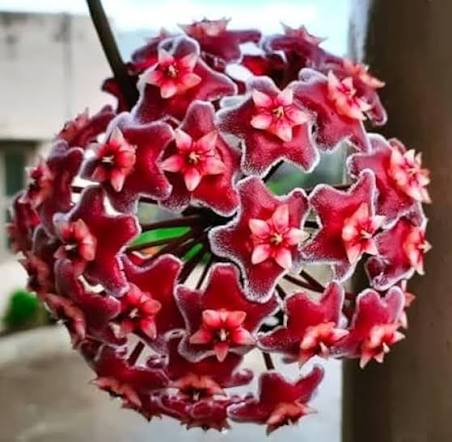 Hoya Carnosa Flower Cluster in Indoor Gard