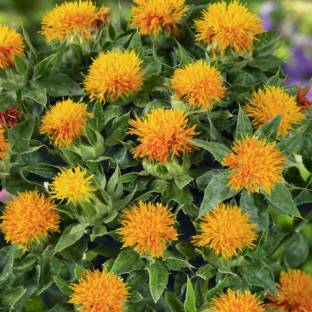 Safflower flower seeds