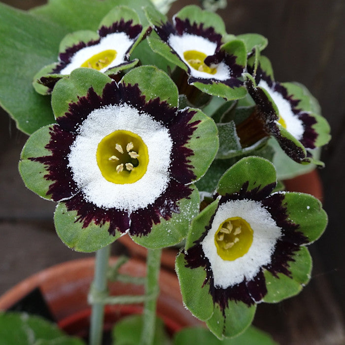 Green Shade flower seeds