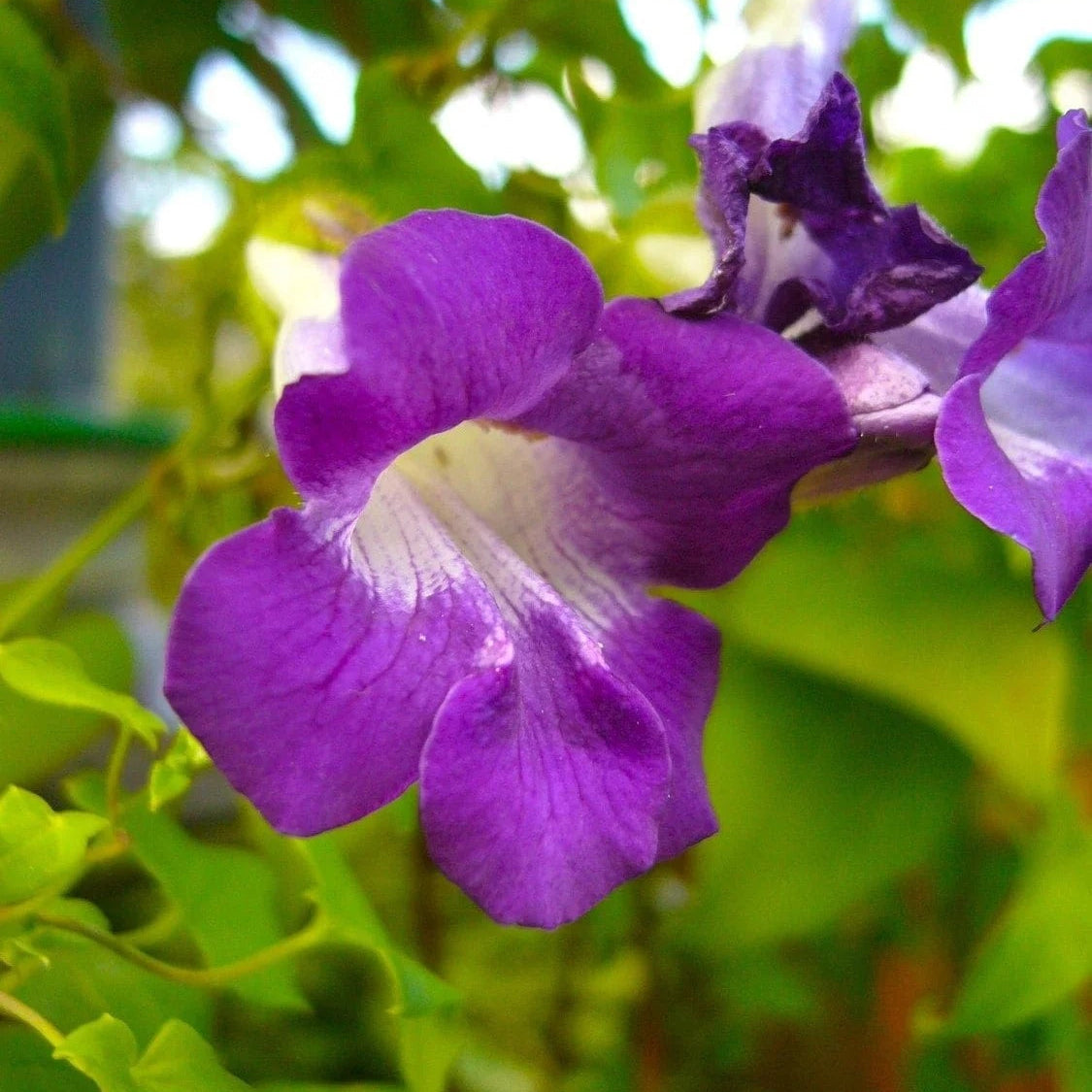 Climbing Snapdragon plant