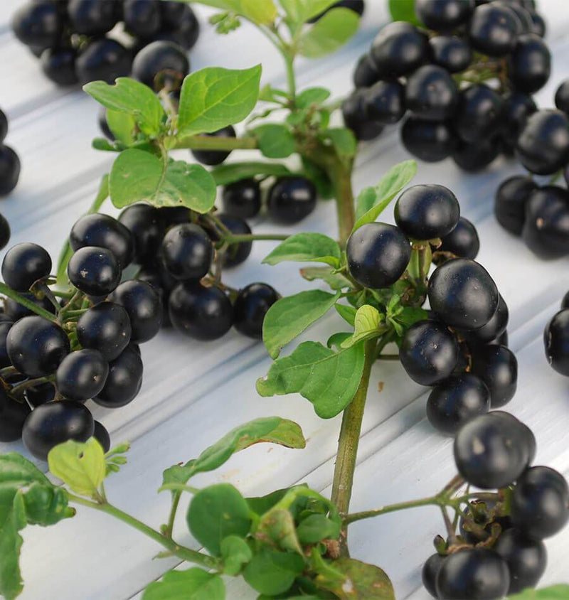 Huckleberry fruit seeds for planting – heirloom berry garden variety