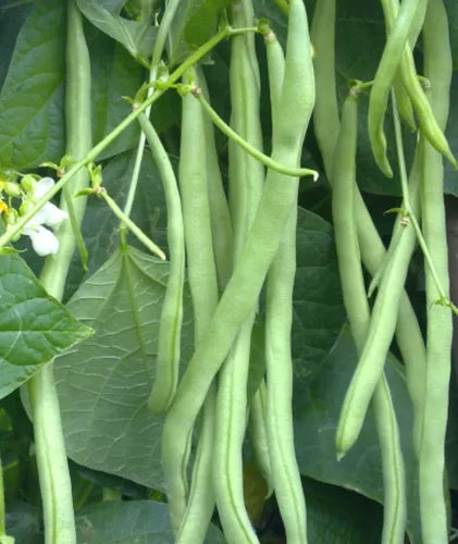 Blue Lake Bean Seeds for Planting – Heirloom Garden Seeds