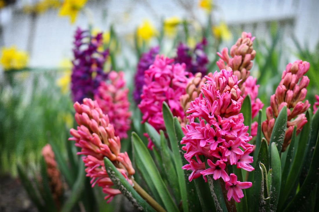 Hyacinth flower seeds