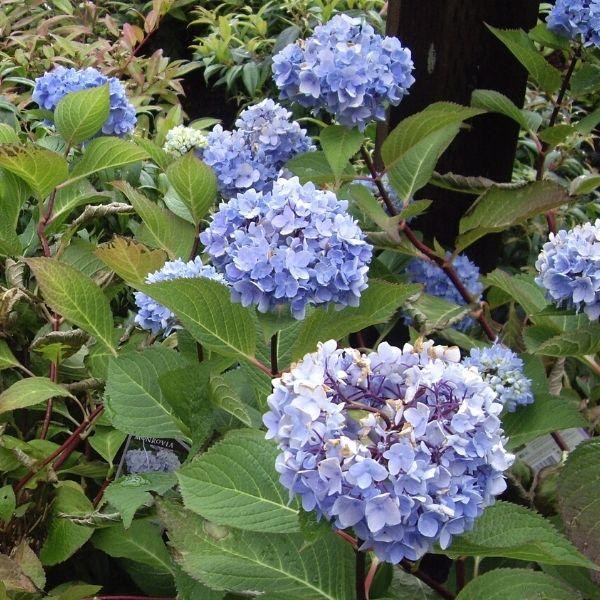Enchantress flower seeds