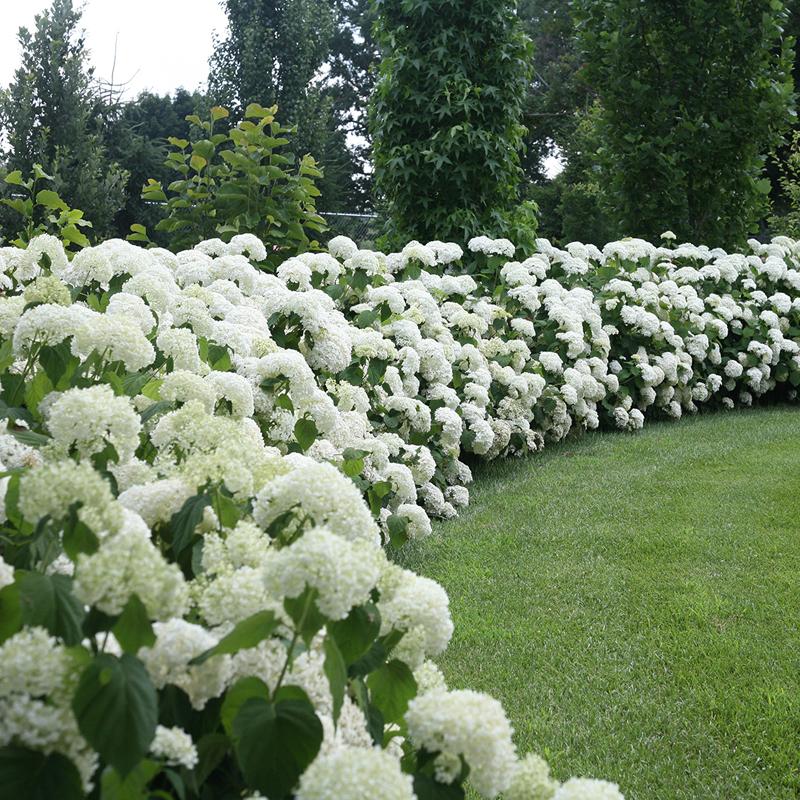 Hydrangea flower seeds