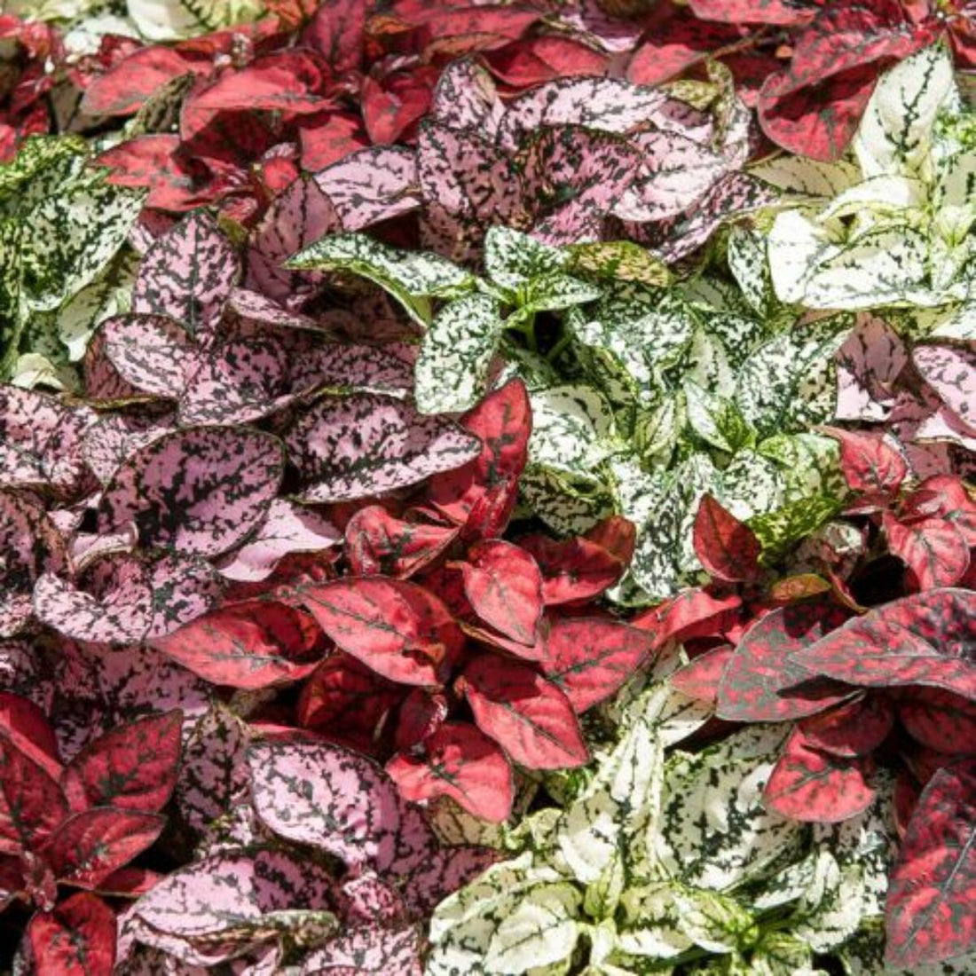 Hypoestes flower seeds