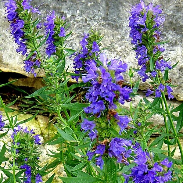 Blue Hyssop plant