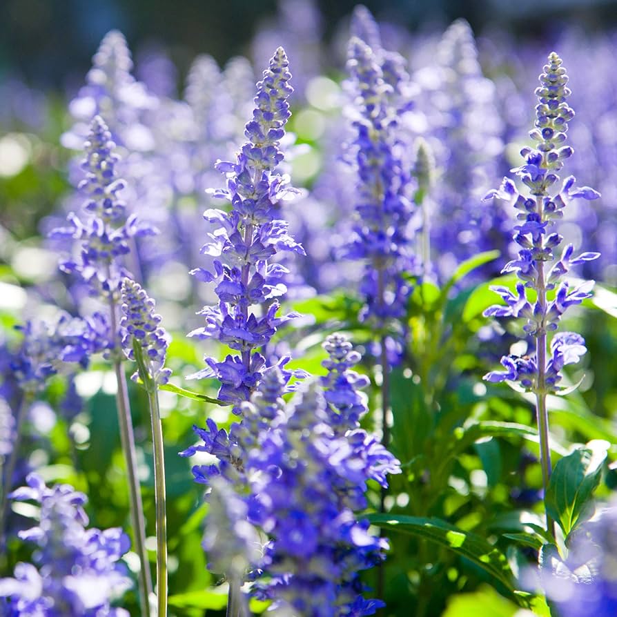 True Blue Hyssop Herb Seeds for Planting – Heirloom Non-GMO Garden Seeds
