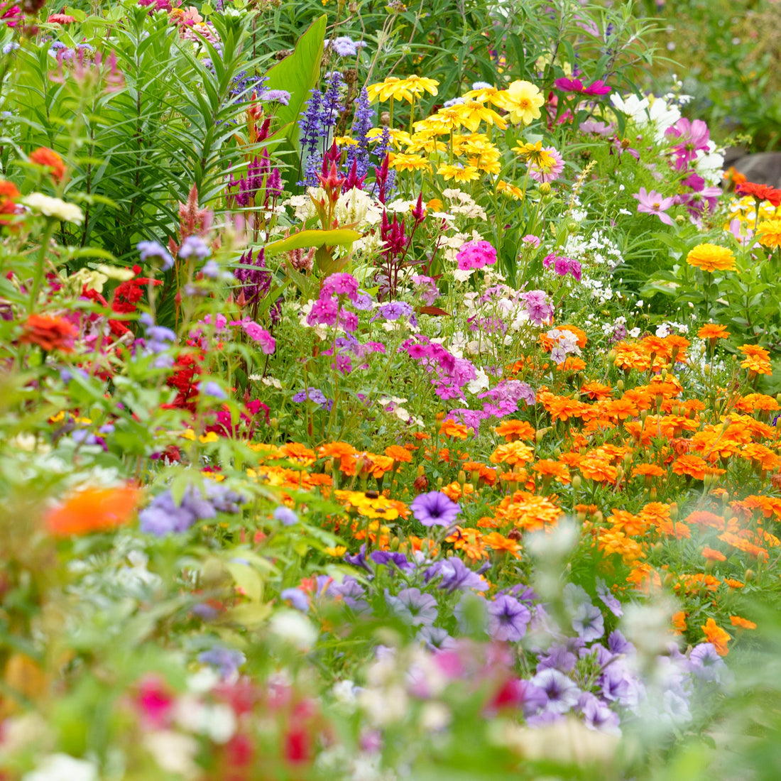 Autumn Sowing flower seeds