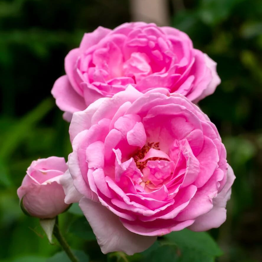 Pink Damascus Rose plant