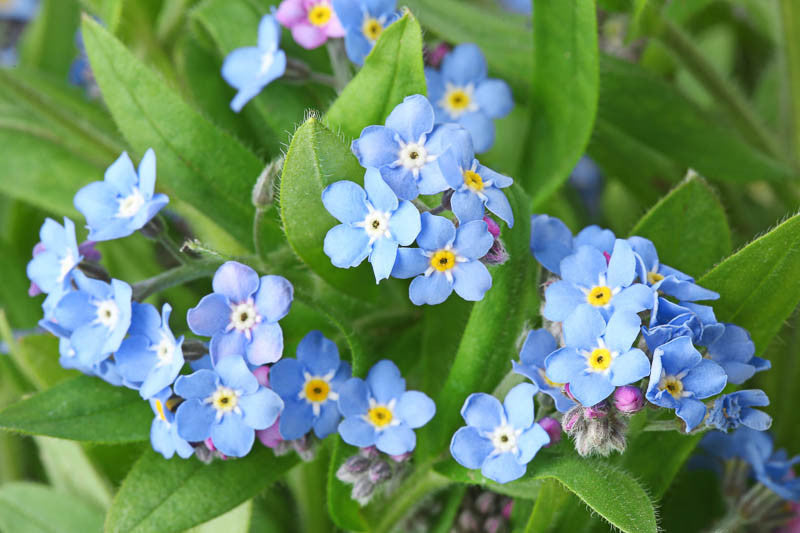 Blue Myosotis Flower Seeds for Planting – Heirloom Non-GMO Garden Seeds