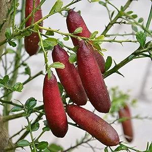 ice pink finger lime seeds