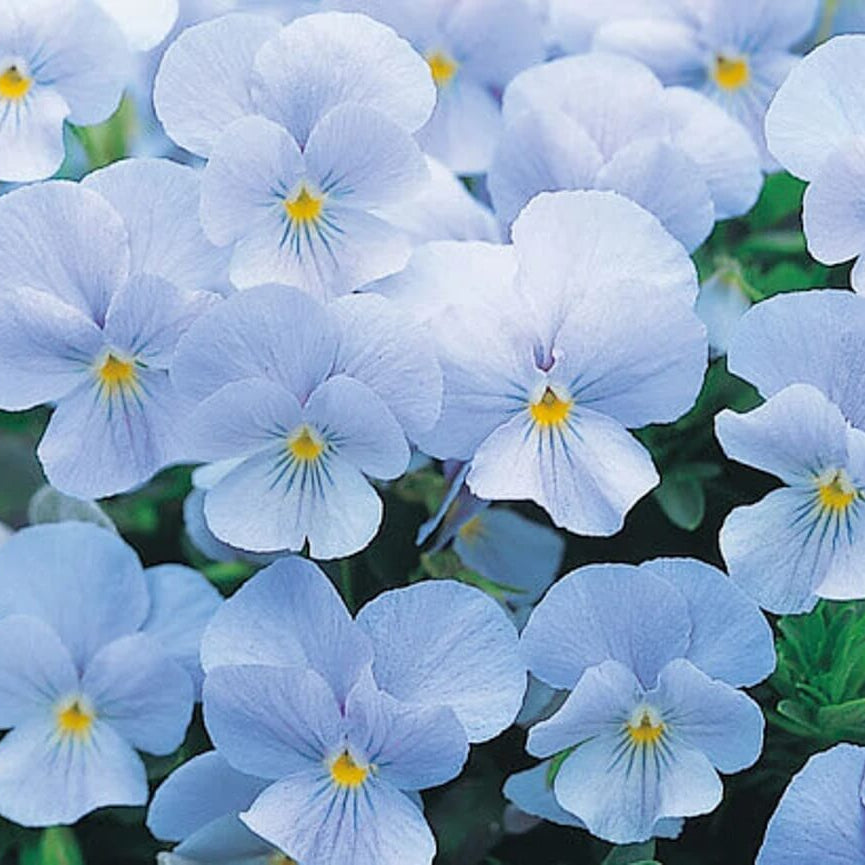 Sky Blue Pansy plant