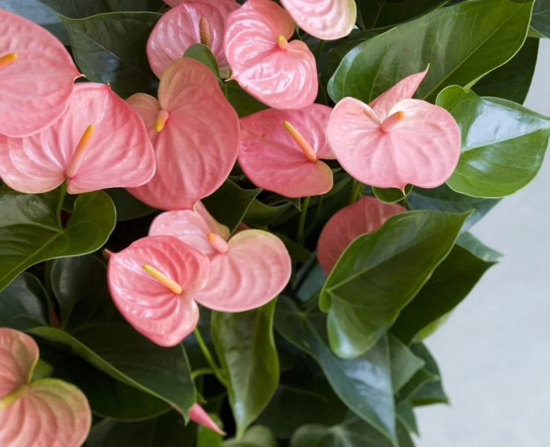 Anthurium Andraeanu flower seeds