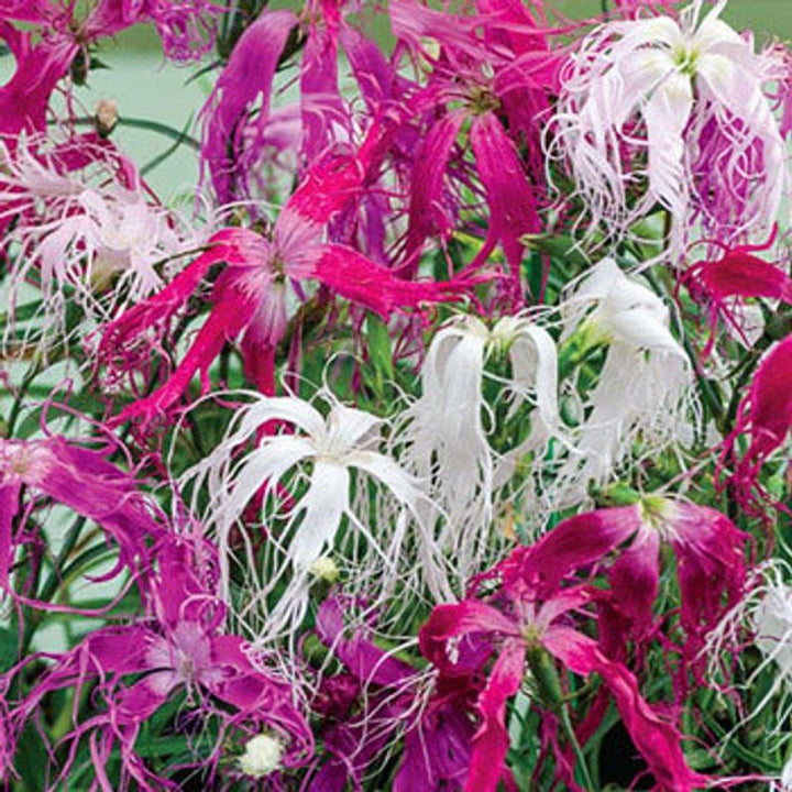 Dianthus Spooky flower seeds