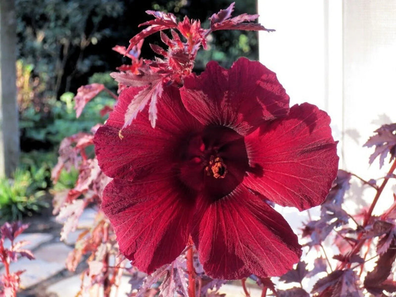 Burgundy Hibiscus Flower Seeds for Planting – Heirloom Non-GMO Garden Seeds