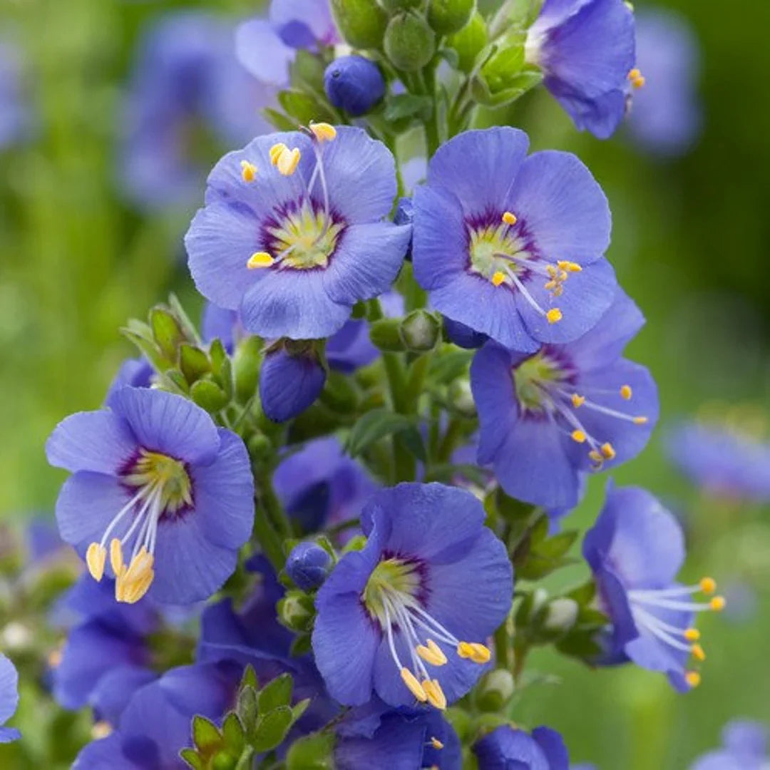 Jacob'S Ladder flower seeds