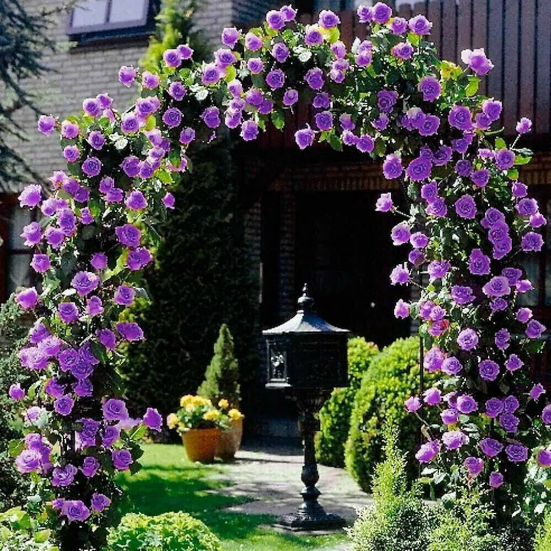 Purple Climbing flower seeds