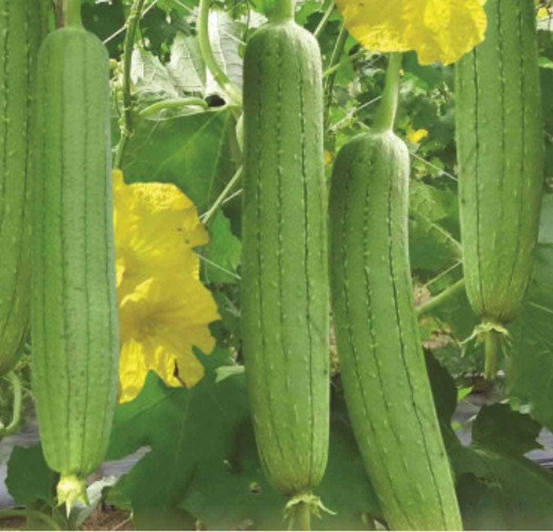 yellow luffa seeds