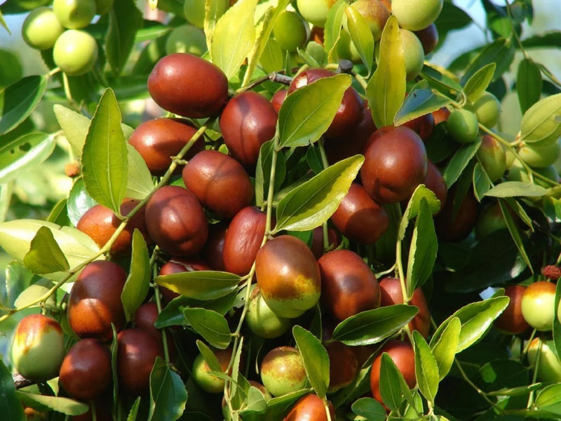 Mixed Jujube Fruit Seeds for Planting – Heirloom Non-GMO Garden Seeds