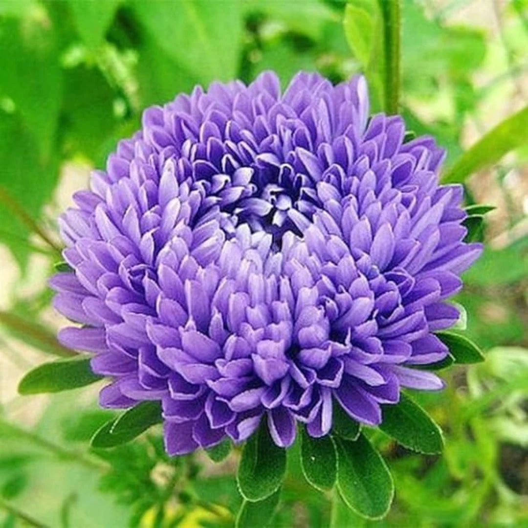 Light Purple flower seeds