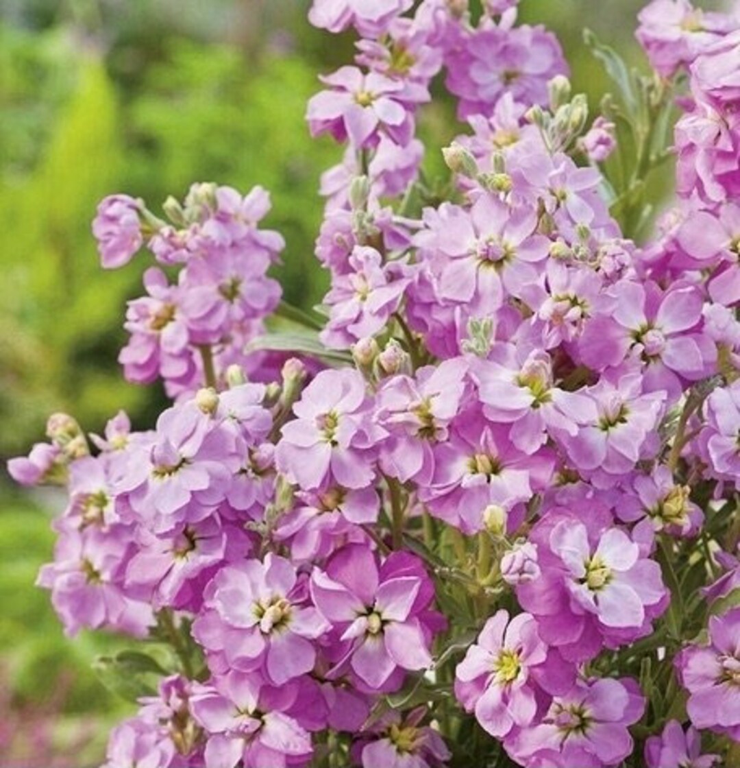 Purple Matthiola flower seeds