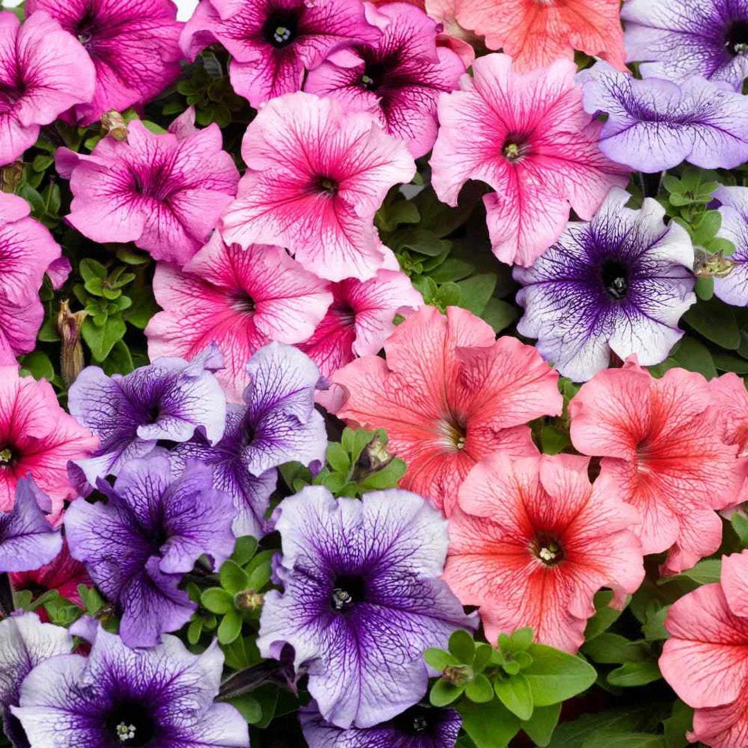 Petunia flower seeds
