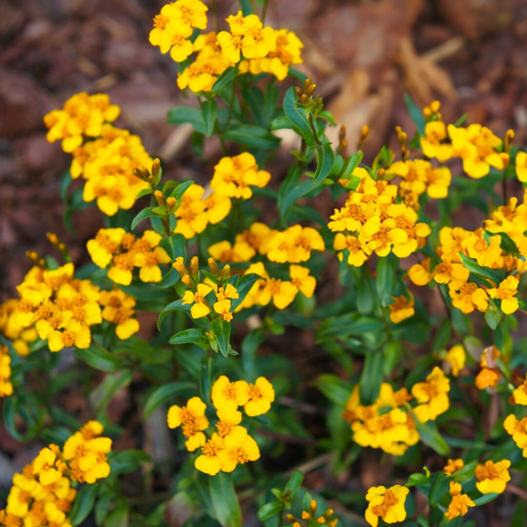 Yellow Tagetes flower seeds