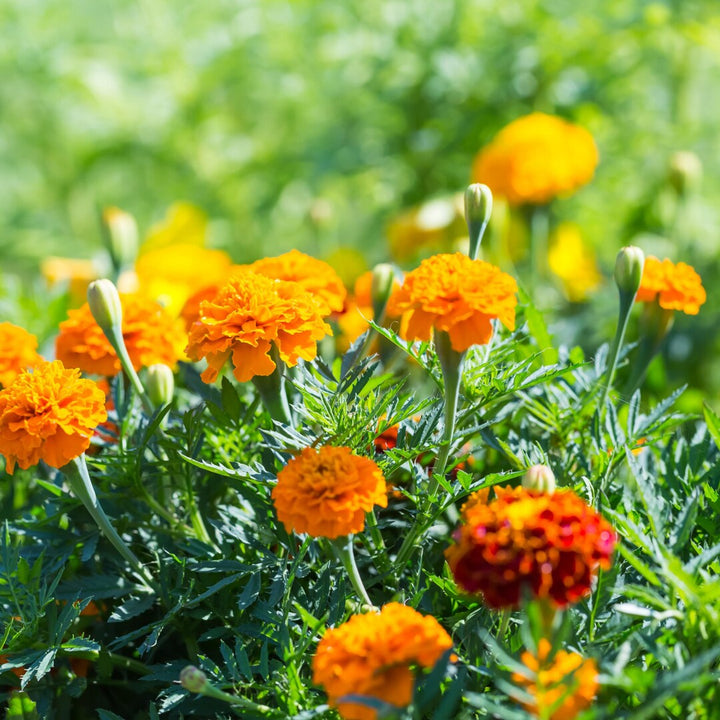 Green Marigold flower seeds