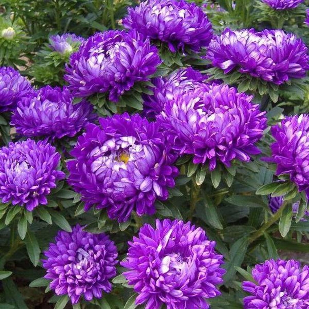 Dark Violet flower seeds