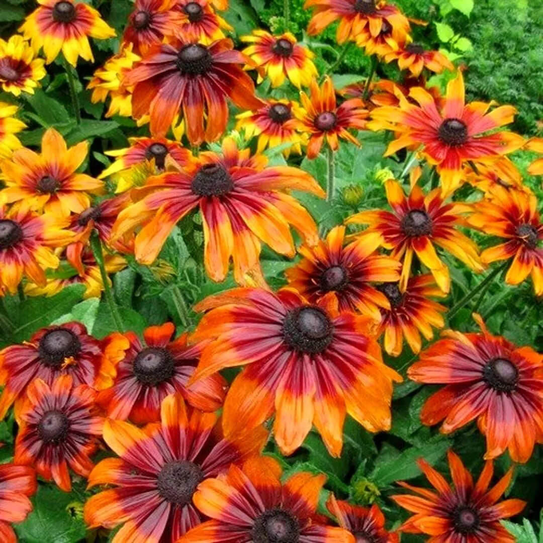 Autumn Rudbeckia plant