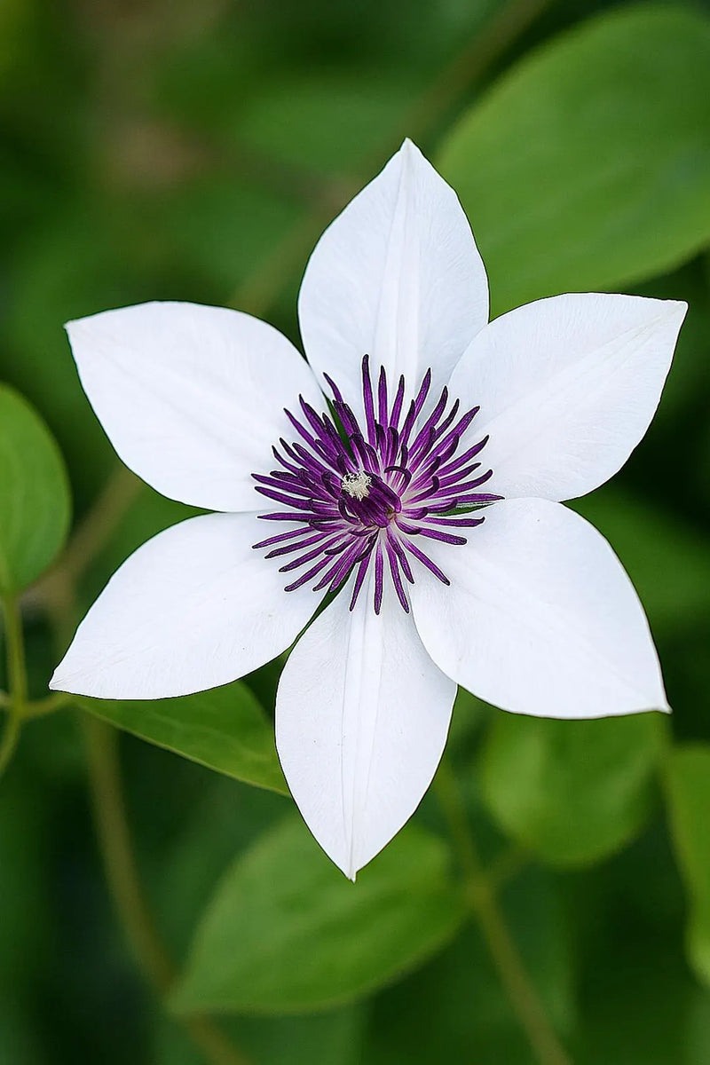 White and Purple Clematis Flower Seeds for Planting – Heirloom Non-GMO Garden Seeds